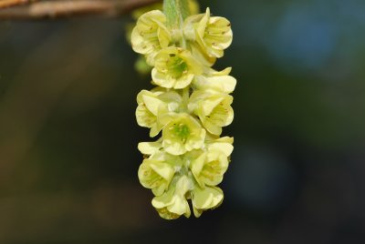 Corylopsis pauciflora - lískovníček chudokvětý - květenství